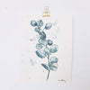 Blue Eucalyptus Botanical Watercolour Painting